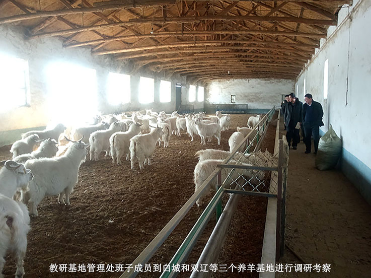 教研基地管理处赴白城、双辽养羊基地进行工作调研01