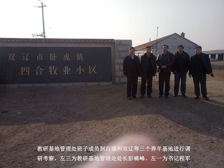 教研基地管理处赴白城、双辽养羊基地进行工作调研03